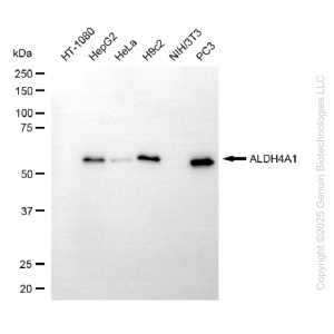 KD-Validated ALDH4A1 Mouse mAb (20 μl)