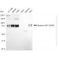 KD Validated Phospho-HSF1 (S326) Rabbit mAb (20 μl)