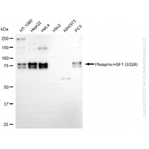 KD Validated Phospho-HSF1 (S326) Rabbit mAb (20 μl)