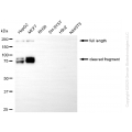 KD Validated L1CAM Rabbit mAb (20 μl)