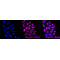 KD-Validated K7 Rabbit mAb (20 μl)