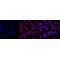 KD-Validated AdSS 2 Rabbit mAb (20 μl)