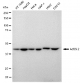 LifeSab™ KD-Validated AdSS 2 Rabbit mAb (20 μl)