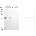 KD-Validated Phospho-VIM (Ser56) Rabbit mAb (20 μl)