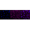 KD-Validated PPP3CA Rabbit mAb (20 μl)