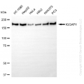 KD-Validated IQGAP1 Rabbit mAb (20 μl)