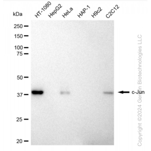 KD-Validated JUN Rabbit mAb (20 μl)