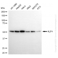KD-Validated KLF4 Rabbit mAb (20 μl)