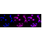 KD-Validated DDB2 Rabbit mAb (20 μl)