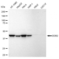 KD-Validated DDB2 Rabbit mAb (20 μl)