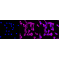 KD-Validated MAP2K1 Rabbit mAb (20 μl)
