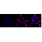 KD-Validated MAP2K1 Rabbit mAb (20 μl)