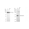 KD-Validated MAP2K1 Rabbit mAb (20 μl)