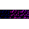 KD-Validated MAP2K3 Rabbit mAb (20 μl)