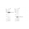 KD-Validated MAP2K3 Rabbit mAb (20 μl)