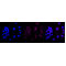 KD-Validated MAP3K7 Rabbit mAb (20 μl)