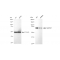 KD-Validated MAP3K7 Rabbit mAb (20 μl)
