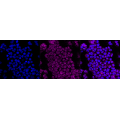 KD-Validated CPAMD1 Rabbit mAb (20 μl)
