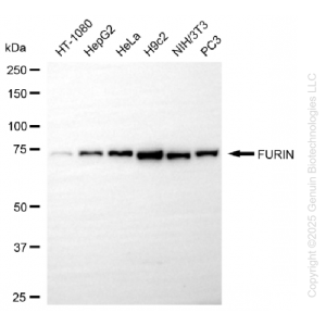 KD-Validated FURIN Rabbit mAb (20 μl)