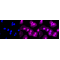 KD-Validated PAK2 Rabbit mAb (20 μl)
