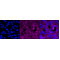 KD-Validated PXN Rabbit mAb (20 μl)