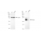 KD-Validated PXN Rabbit mAb (20 μl)