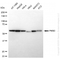 KD-Validated PKM Rabbit mAb (20 μl)