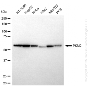 KD-Validated PKM Rabbit mAb (20 μl)