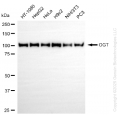 KD-Validated OGT Rabbit mAb (20 μl)