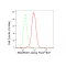KD-Validated SMARCE1 Rabbit mAb (20 μl)
