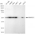 KD-Validated SMARCE1 Rabbit mAb (20 μl)