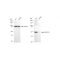 KD-Validated SMARCE1 Rabbit mAb (20 μl)
