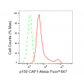 KD-Validated p150 CAF1 Rabbit mAb (20 μl)