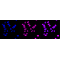 KD-Validated p150 CAF1 Rabbit mAb (20 μl)