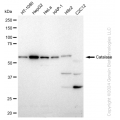 KD-Validated CAT Rabbit mAb (20 μl)