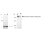 KD-Validated CHD-4 Rabbit mAb (20 μl)