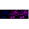 KD-Validated CHMP2B Rabbit mAb (20 μl)