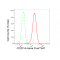 KD-Validated CC2D1A Rabbit mAb (20 μl)
