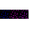 KD-Validated CIRBP Rabbit mAb (20 μl)