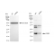 KD-Validated CIRBP Rabbit mAb (20 μl)