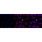KD-Validated AP2S1 Rabbit mAb (20 μl)