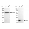 KD-Validated AP2S1 Rabbit mAb (20 μl)