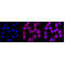 KD-Validated ACSL4 Rabbit mAb (20 μl)