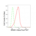 KD-Validated BRMS1 Rabbit mAb (20 μl)