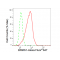 KD-Validated BRMS1 Rabbit mAb (20 μl)