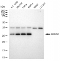 KD-Validated BRMS1 Rabbit mAb (20 μl)