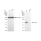 KD-Validated BRMS1 Rabbit mAb (20 μl)