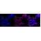 KD-Validated CD58 Rabbit mAb (20 μl)