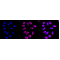 KD-Validated COASY Rabbit mAb (20 μl)