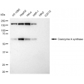 KD-Validated COASY Rabbit mAb (20 μl)